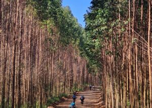 Caminho do Mosteiro_5